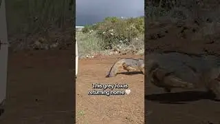 Injured fox rescued from Orange County wildfire is released back into the wild!