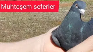 Yavrular eke oldu sefere başladılar. Oyun kusu takla muhteşem atimlar güvercin taube pigeon