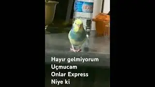 Hayır gelmiyorum uçmayacağım onlar Express niye ki😂😳😇🦜🤗🎉🤲👏