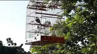Melhor canto do mundo de galo de campina. ..