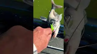 Every Bass Angler’s Worst Nightmare!