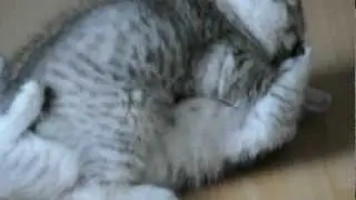 Whiskas Kitten, BKH