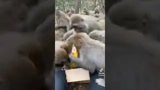 monke