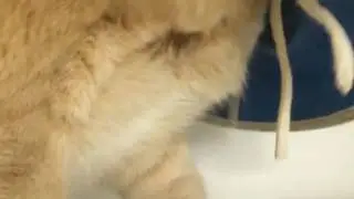 Zuko update - plz watch all ok