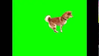 green screen dog jump (free to use)