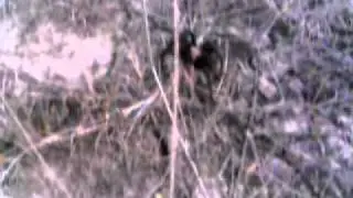 Tarantula In Oklahoma.wmv