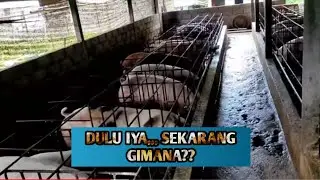 [HARI INI] Kandang Baterai Kosong, Peternak Babi Pemula