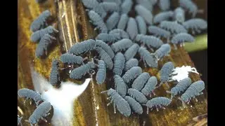 Collembola