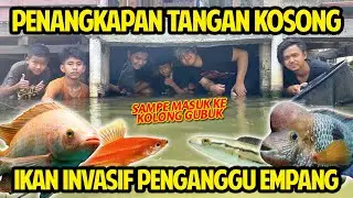 PENANGKAPAN IKAN INVASIF PENGANGGU EMPANG PAKE TANGAN KOSONG! GANGGU TAPI BAGUS BANGET! PELIHARA!