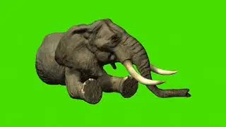 Elephant // Elephant sleeping // Elephant rest // Elephant eating // Elephant green screen //