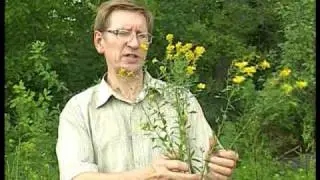 Genista tinctoria (Дрок красильный)