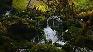 Relaxing River Sounds - Peaceful Forest River