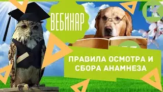 Вебинар. Правила осмотра и сбора анамнеза – для владельцев животных. Ветклиника 