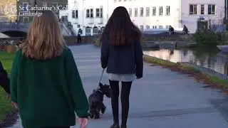 A Day in the Life of a Catz Dog