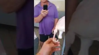Шок наша Ряба