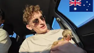 STEALING CHICKENS IN AUSTRALIA?!?  🇦🇺 (P.6)