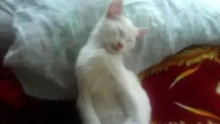 My cat мой кот