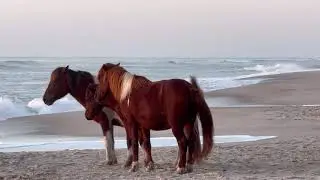 Camping at Assateague Island National Park