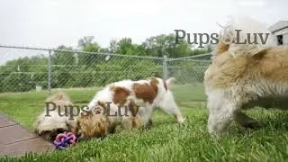 Take a tour of PupsLuv's beautiful Cavalier King Charles and Shih Tzu moms and dads home.