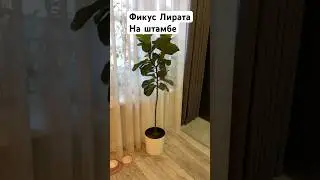 Фикус Лирата наконец-то без опоры может держать свою крону. Немного подмерз на улице #plants #garden