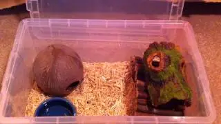 How To Care For A Milk Snake!