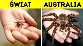 Dlaczego owady w Australii są tak duże?