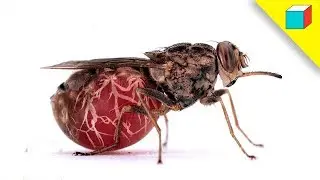 Top 5 Insectos Más Terroríficos Del Planeta | TheRandomBox