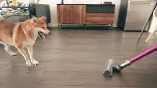Dog vs Vacuum | Bagel the Shiba
