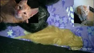 Memories of my cats ♡