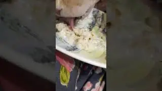 Кошка кушает овсянку #shots