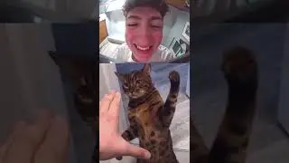 Ring Doorbell Guy Fights an Angry Cat😾