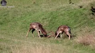 Najlepšia danielia ruja The best Fallow deer rut