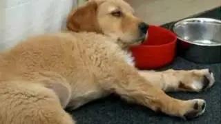 You can't sleep  on  your bowl dog