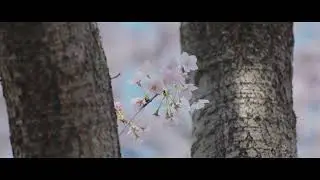 ４K 桜動画｜CANON EOS R3 6K RAW FIRST VIDEO｜再編集Ver.