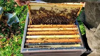 The state of bees on October 15. Collecting bees for the winter, how much food do I leave.