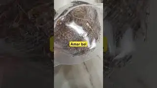 Premium Amar Bel (Cuscuta) by Nutrixia | Natural & High Quality | Buy Online Now