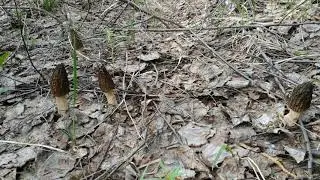 Сморчковое Эльдорадо под Егорьевском. Часть 2.