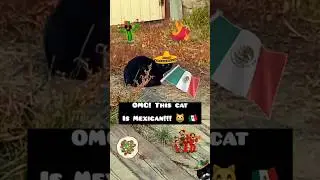 So spicy🌶😺 #funny #cat