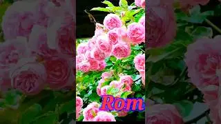 Rome rose, garden.