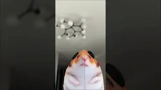 НАШ МИША НЕ ПОХОЖ НА МЕМ???
