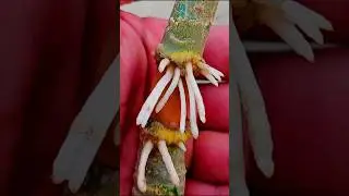 Adenium Air Layering Method 