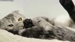 Моменты из жизни кота Василька