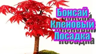 Сажаем  семена из Китая Кленовый бансай