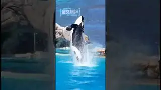 The killer whale trainer's final performance