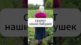 Секрет урожая от наших бабушек!  #огород #дача #сад #овощи