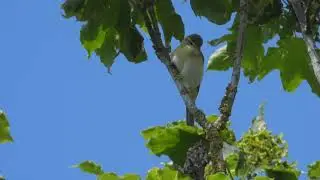 WillowWarbler