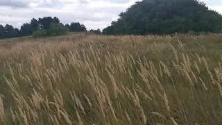 Robin Du Domaine Saint Hubert Wirehaired Vizsla field work
