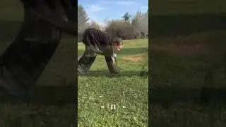 видосик на бесетке