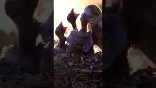 bird feeding babies #birds #nature #shorts #youtubeshorts #trending #viral #shortsfeed