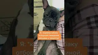 Что вкуснее???? #frenchbulldog #щенокфранцузскогобульдога #bulldog #frenchie